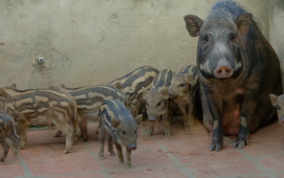 Thịt lợn rừng lai - đặc sản của vùng Tân Sơn, Phú Thọ