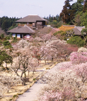 Du xuân Nhật Bản theo cung đường mới