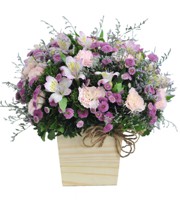 HOA CẨM CHƯỚNG - TÍM DỊU DÀNG