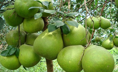 ផ្លែសារី អាចបង្កផលប៉ះពាល់ដល់ពោះវៀនរបស់អ្នក