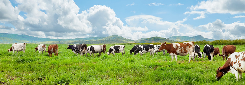 Vinamilk sản xuất sữa tươi hữu cơ chuẩn châu Âu