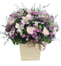 HOA CẨM CHƯỚNG - TÍM DỊU DÀNG