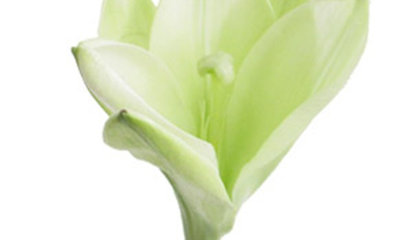 Ý NGHĨA HOA BÁCH HỢP