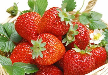 កំណត់អត្តសញ្ញាណ Da Lat និងផ្លែស្ត្របឺរីចិន