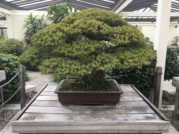 Tuyệt vời thay sức sống bonsai: cây thông trắng này đã 391 tuổi, vẫn sống khỏe dù trải qua thảm họa nguyên tử Hiroshima