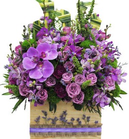 ផ្កាអ័រគីដេ - រសៀលពណ៌ស្វាយ