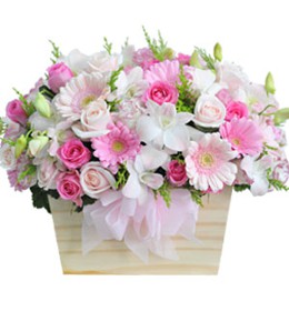 HOA ĐỒNG TIỀN - SỚM NAY MÙA XUÂN