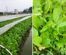 Tướng Rinh: Bà con tôi ở quê cũng trồng 2 luống rau, tôi góp ý mà không được