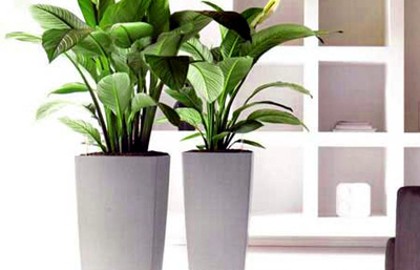 PHƯƠNG PHÁP LÀM SẠCH CÂY CẢNH