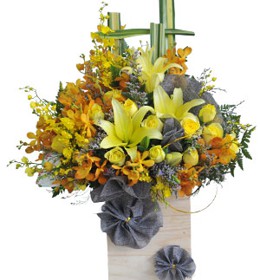 HOA LAN - VỮNG CHÍ VƯƠN XA