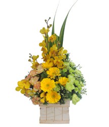 HOA ĐỒNG TIỀN - KHỞI ĐẦU MỚI