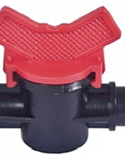 វ៉ានតូចធ្មេញក្រៅ