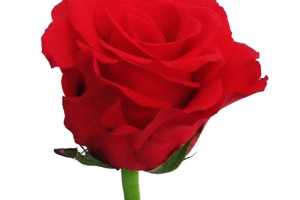 Ý NGHĨA HOA HỒNG