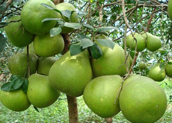 Cách chọn bưởi da xanh ngọt ngon