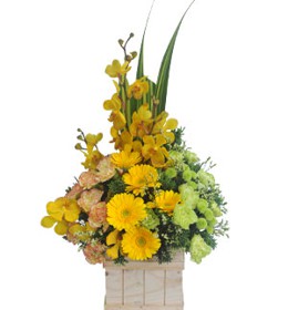 HOA ĐỒNG TIỀN - KHỞI ĐẦU MỚI