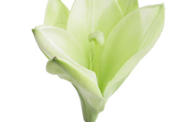 Ý NGHĨA HOA BÁCH HỢP