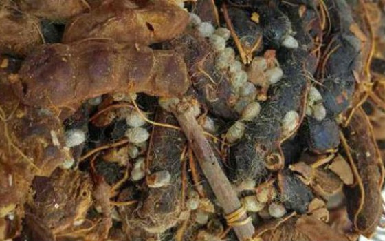 Ngừng nhập me nhiễm mọt từ Indonesia