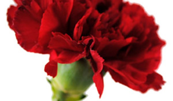 Ý NGHĨA HOA CẨM CHƯỚNG