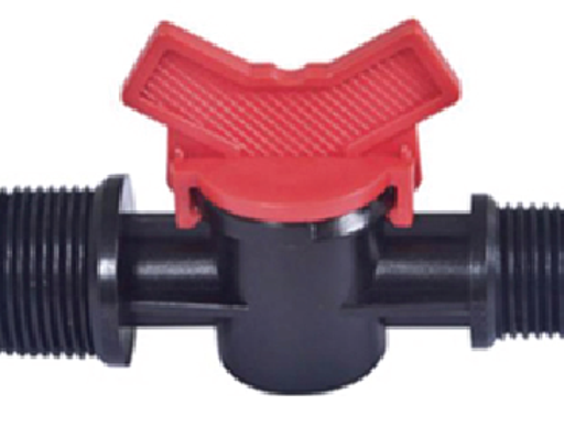 វ៉ានតូចធ្មេញក្រៅ