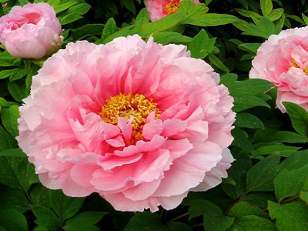 Kỹ thuật trồng cây hoa mẫu đơn đẹp dịu dàng đón xuân sang