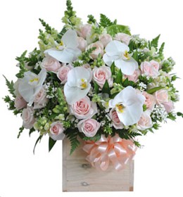 ផ្កាអ័រគីដេ - អានញៀង