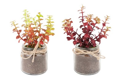 Chậu xương rồng