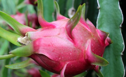 Công dụng chữa bệnh tuyệt vời của quả thanh long