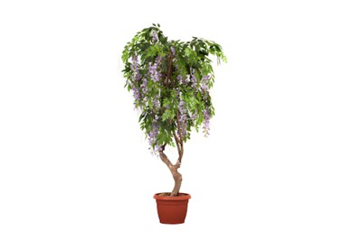 Cây Glycine H210CM