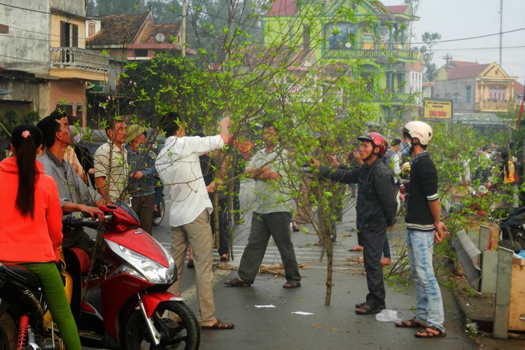 Làng hoa Lý Trạch rộn ràng vào Xuân