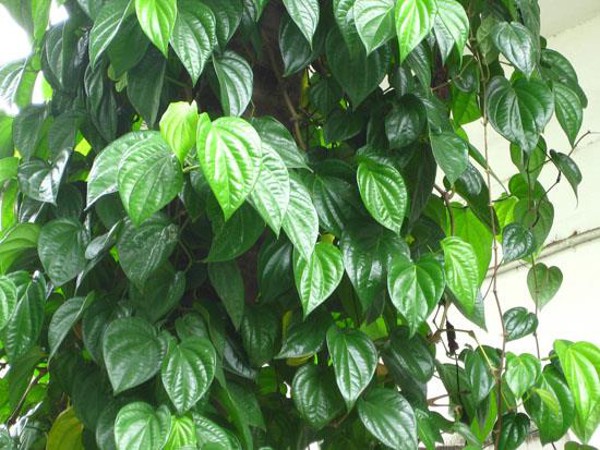 ព្យាបាល​អាការ​ឈឺក្បាល​ដោយសារ​អាកាសធាតុ​ប្រែប្រួល​ជាមួយ​ស្លឹក​ម្រុំ​