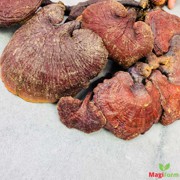 Nấm Lim Xanh Tự Nhiên 0,5Kg (Cỡ Đại)