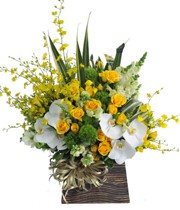 HOA LAN - NGẪU NHIÊN