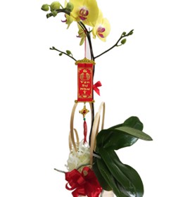 HOA LAN - VẠN SỰ THÀNH