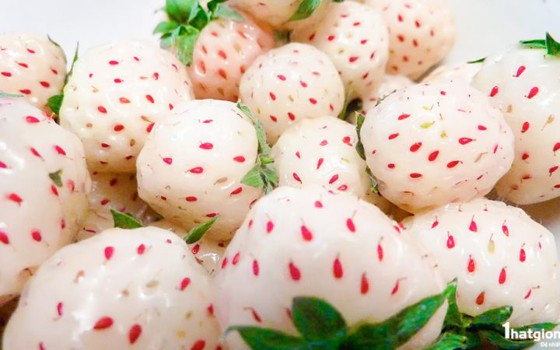 Dâu tây Bạch Tuyết: Đắt nhất thế giới, dân Việt mua ăn vặt