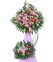 HOA LY - BỀN VỮNG 1