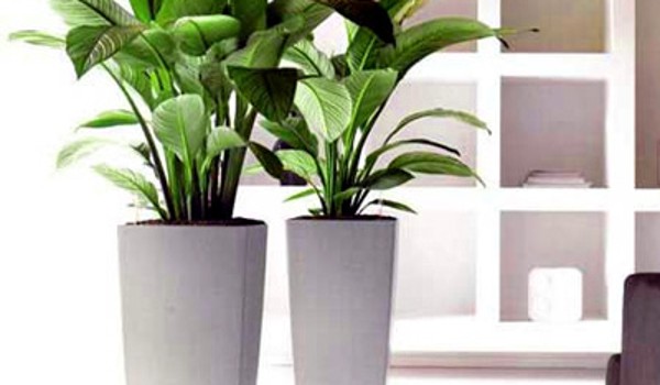 PHƯƠNG PHÁP LÀM SẠCH CÂY CẢNH